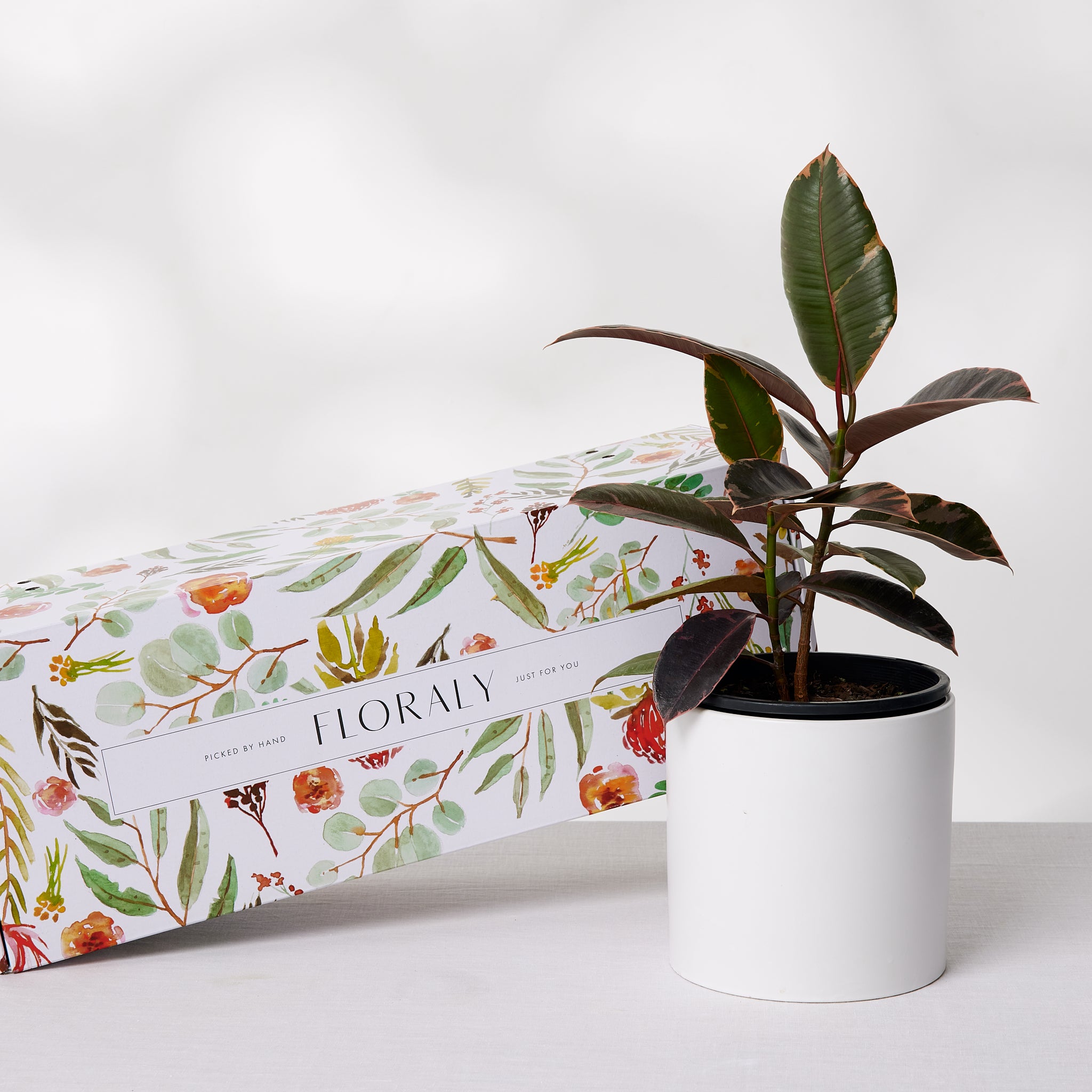 The Rubber Plant (Ruby Ficus)