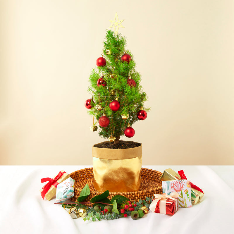 Tiny Christmas Tree Send Thoughtful Gifts Floraly
