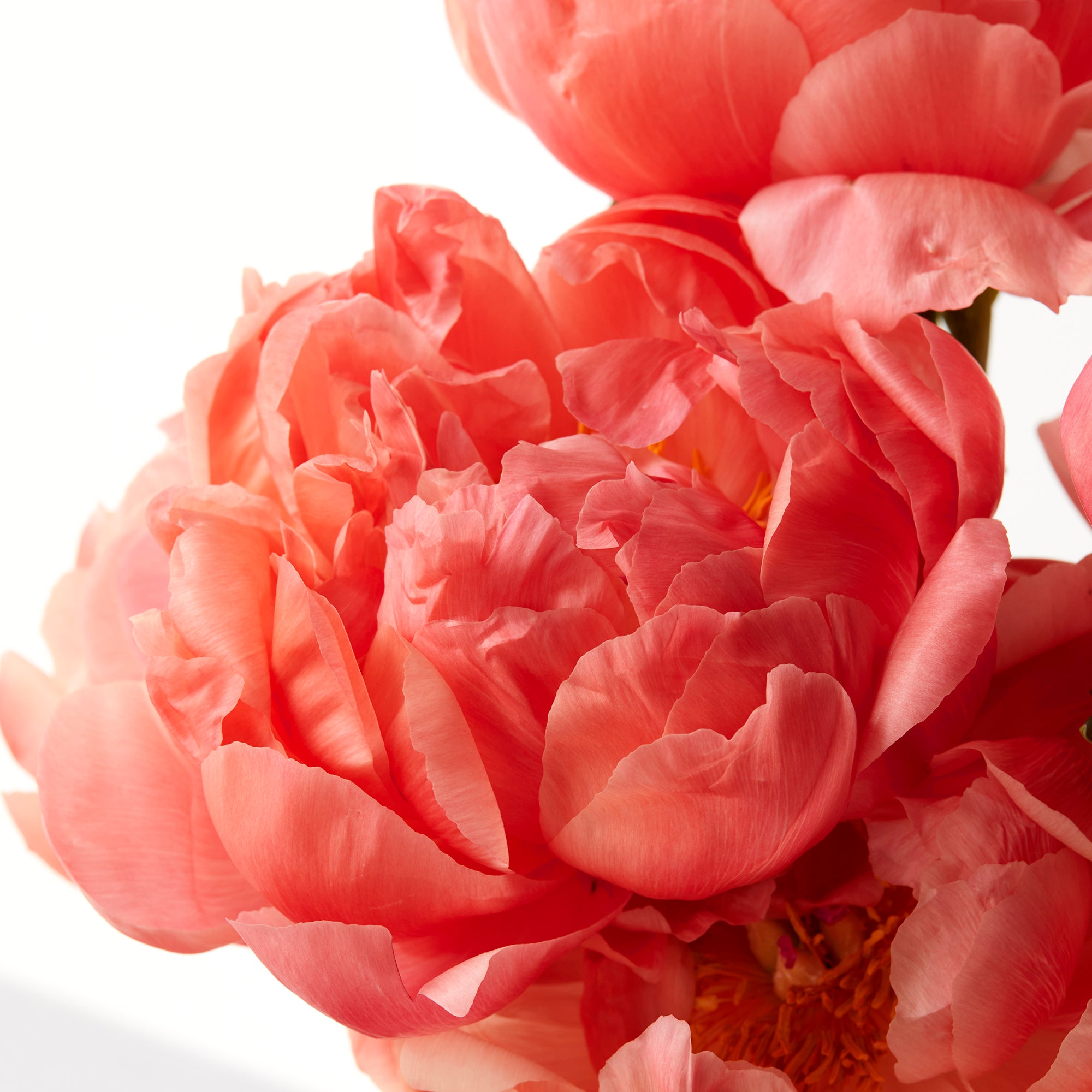 Coral Peonies