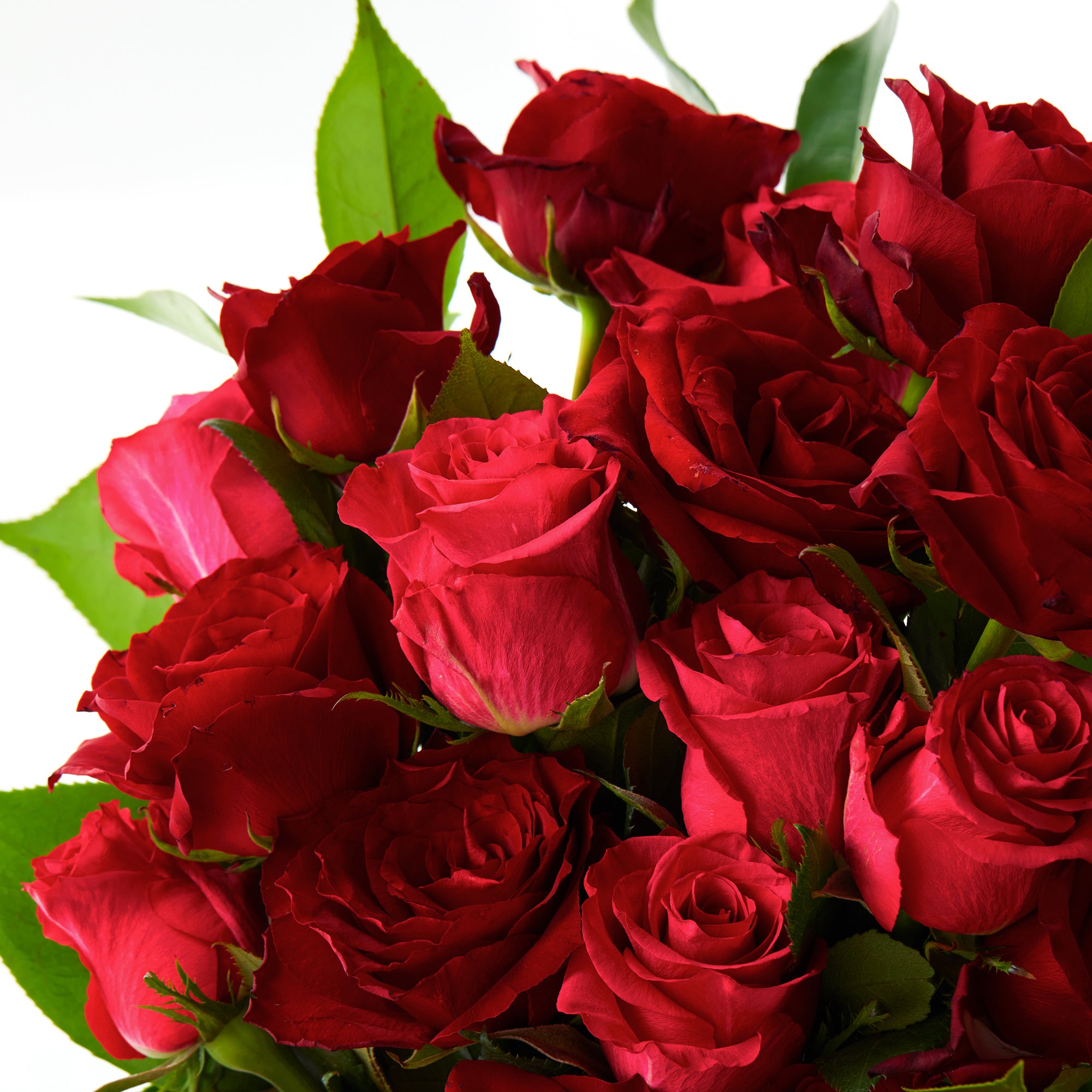 The Rosa