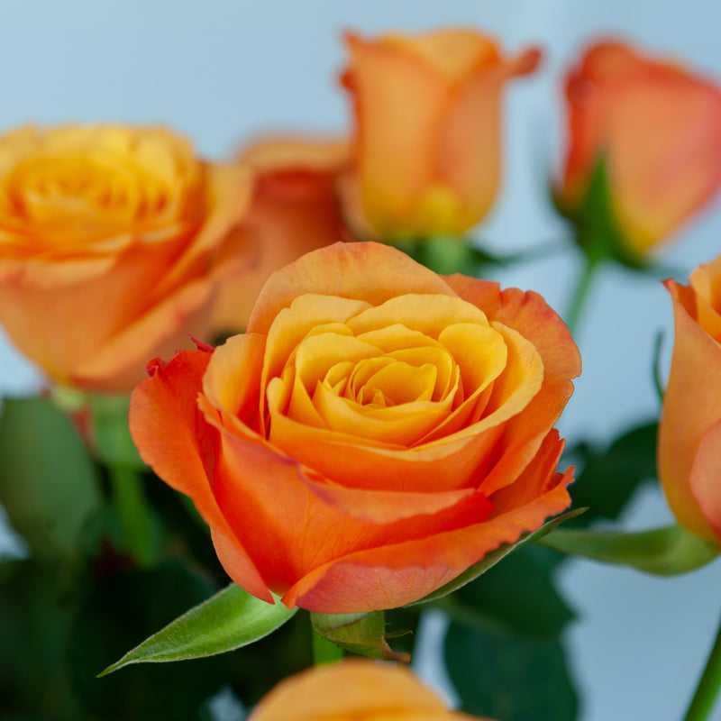 Deluxe Sunset Roses - Floraly Australia