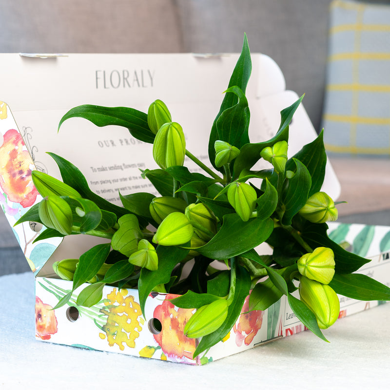 White Oriental Lilies - Floraly Australia