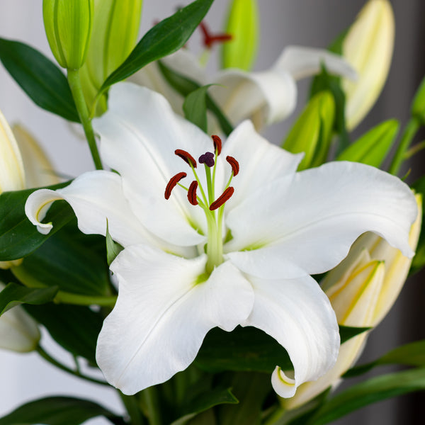 White Oriental Lilies - Floraly Australia