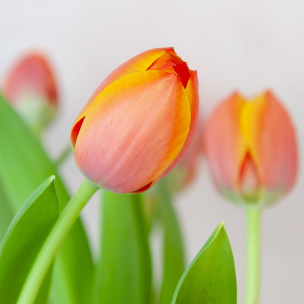 Orange Tulips - Floraly Australia