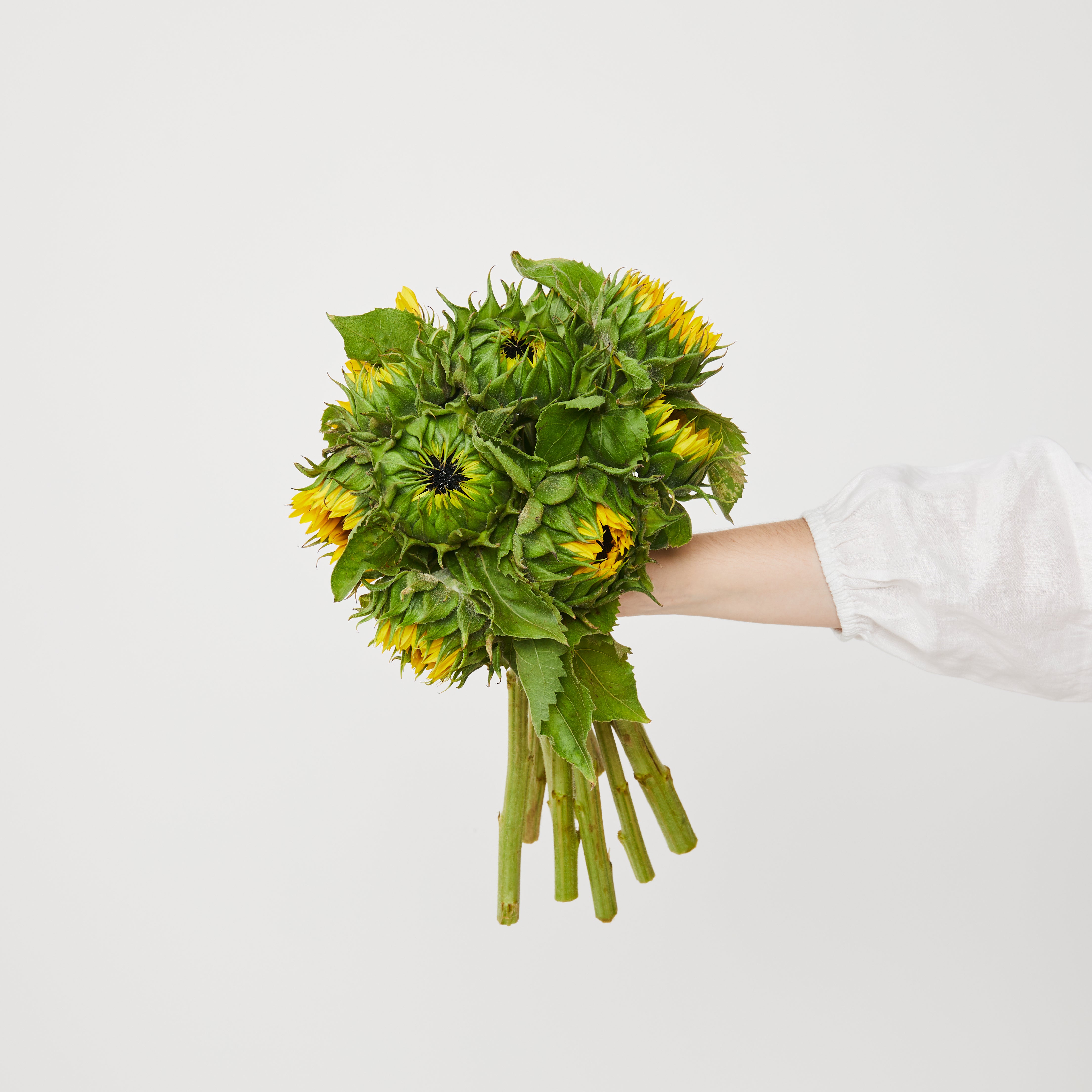 Sunflowers | Subscriber Exclusive