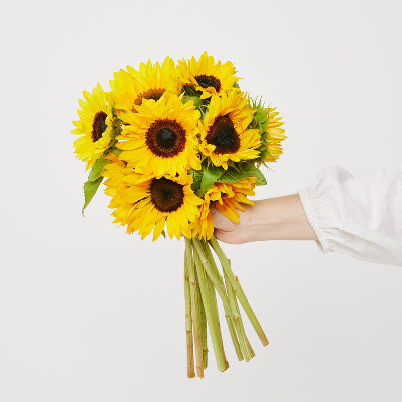 Sunflowers | Subscriber Exclusive