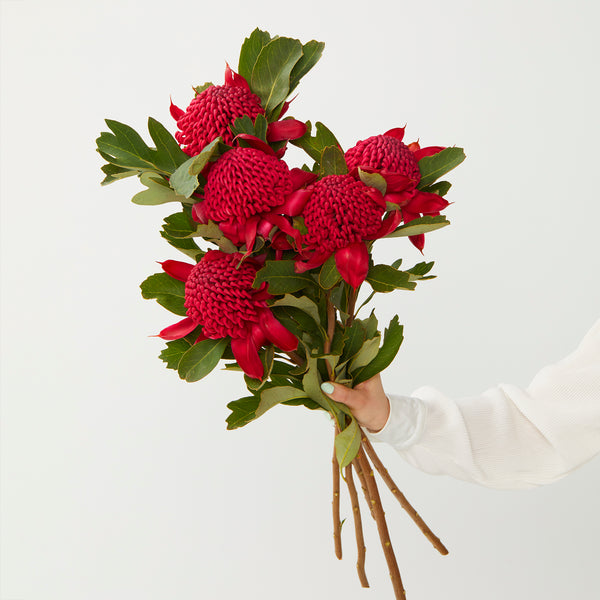 Native Flower Delivery Australian Natives & Wildflowers Floraly