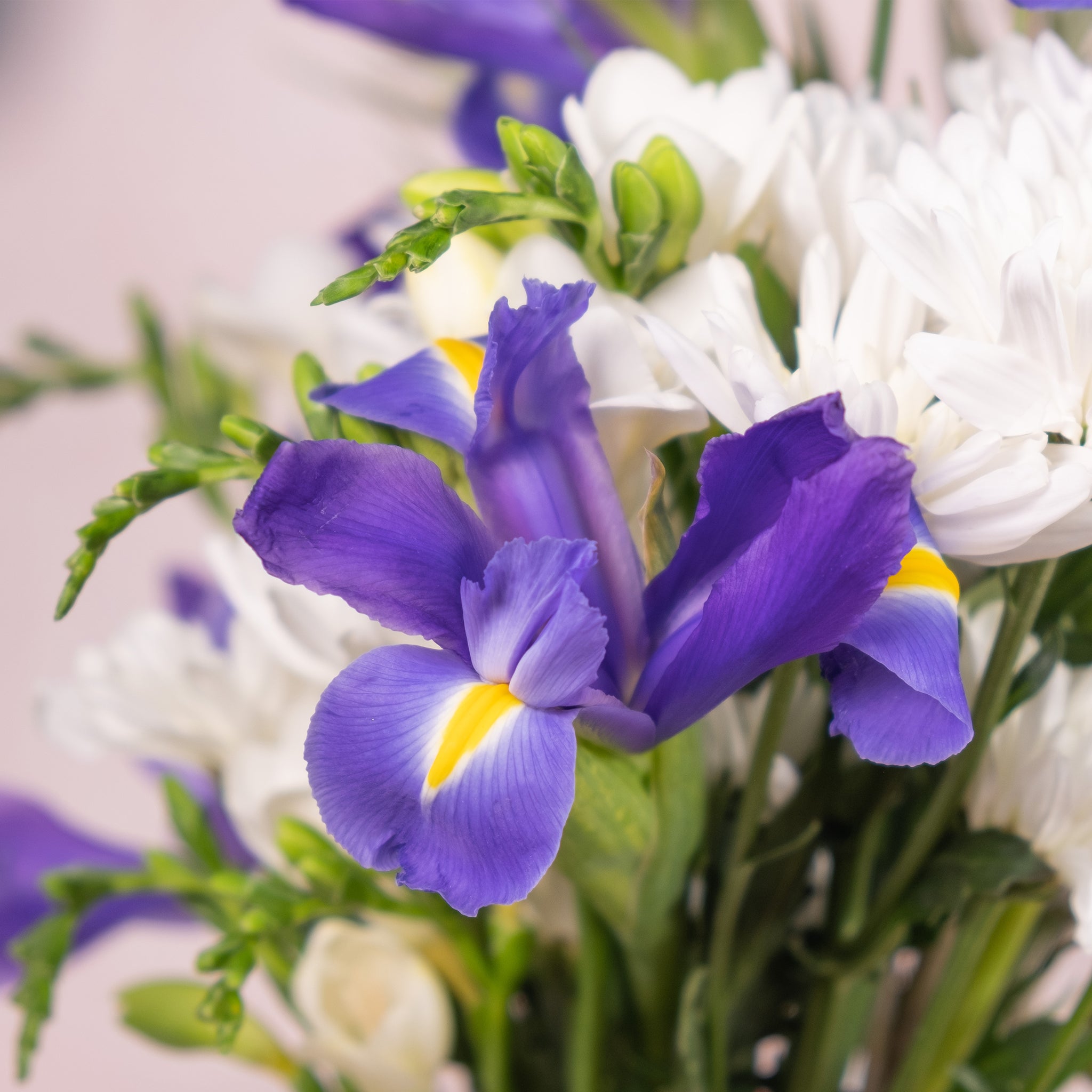 The Iris Posy